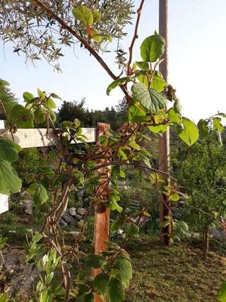 Апартаменты Nikirent Zelenika Studios Херцег-Нови Номер-студио-23