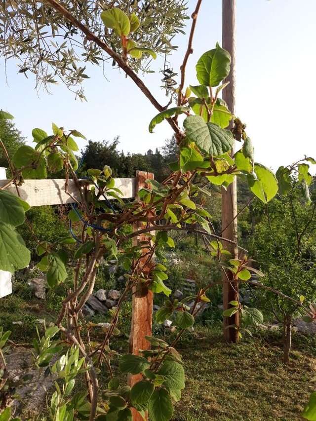 Апартаменты Nikirent Zelenika Studios Херцег-Нови-32